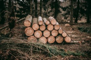 a pile of freshly cut wood logs